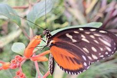 Papiliorama - Kerzers