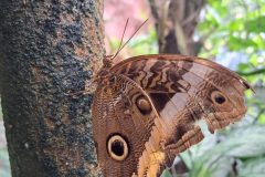 Papiliorama - Kerzers
