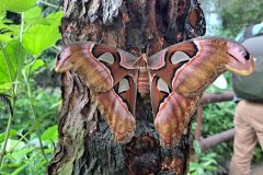 Papiliorama - Kerzers