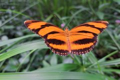 Papiliorama - Kerzers