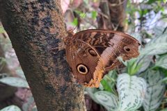 Papiliorama - Kerzers