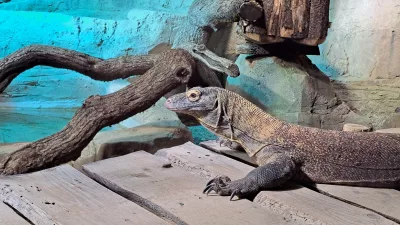 Dragon de Komodo Aquatis
