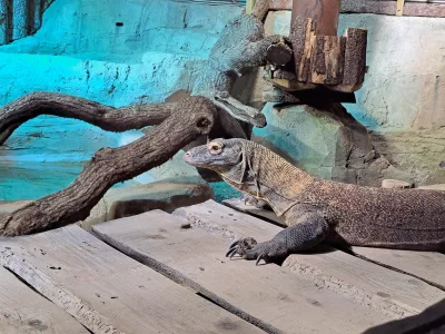 Dragon de Komodo Aquatis