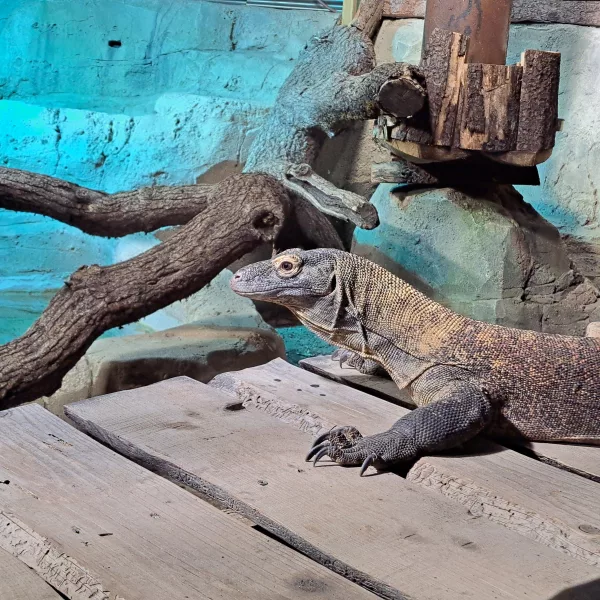 Dragon de Komodo Aquatis