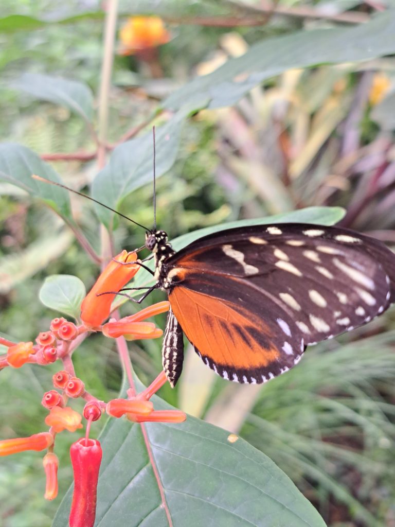 Papiliorama - Kerzers
