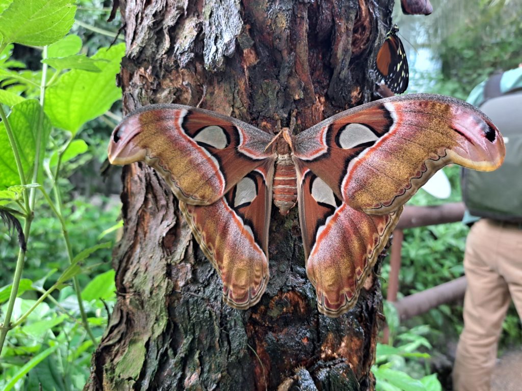Papiliorama - Kerzers
