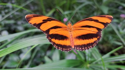 Papiliorama - Kerzers