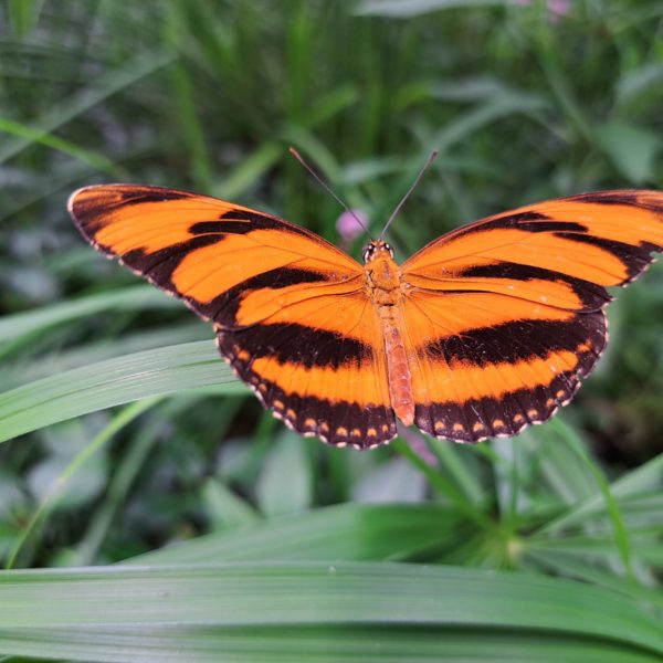 Papiliorama - Kerzers