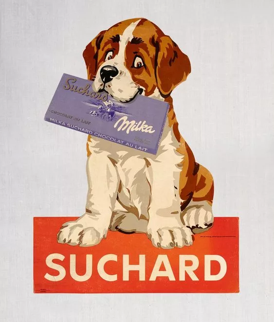 saint-bernard dog